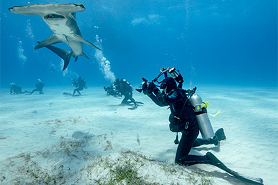 photograph Tiger Sharks 
			  
