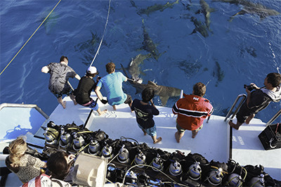 Chumming sharks from the back deck
			  