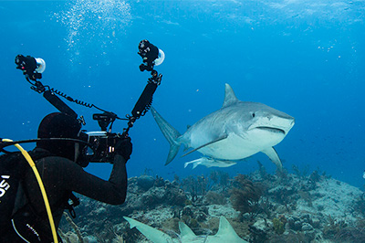 tiger shark photography trip  